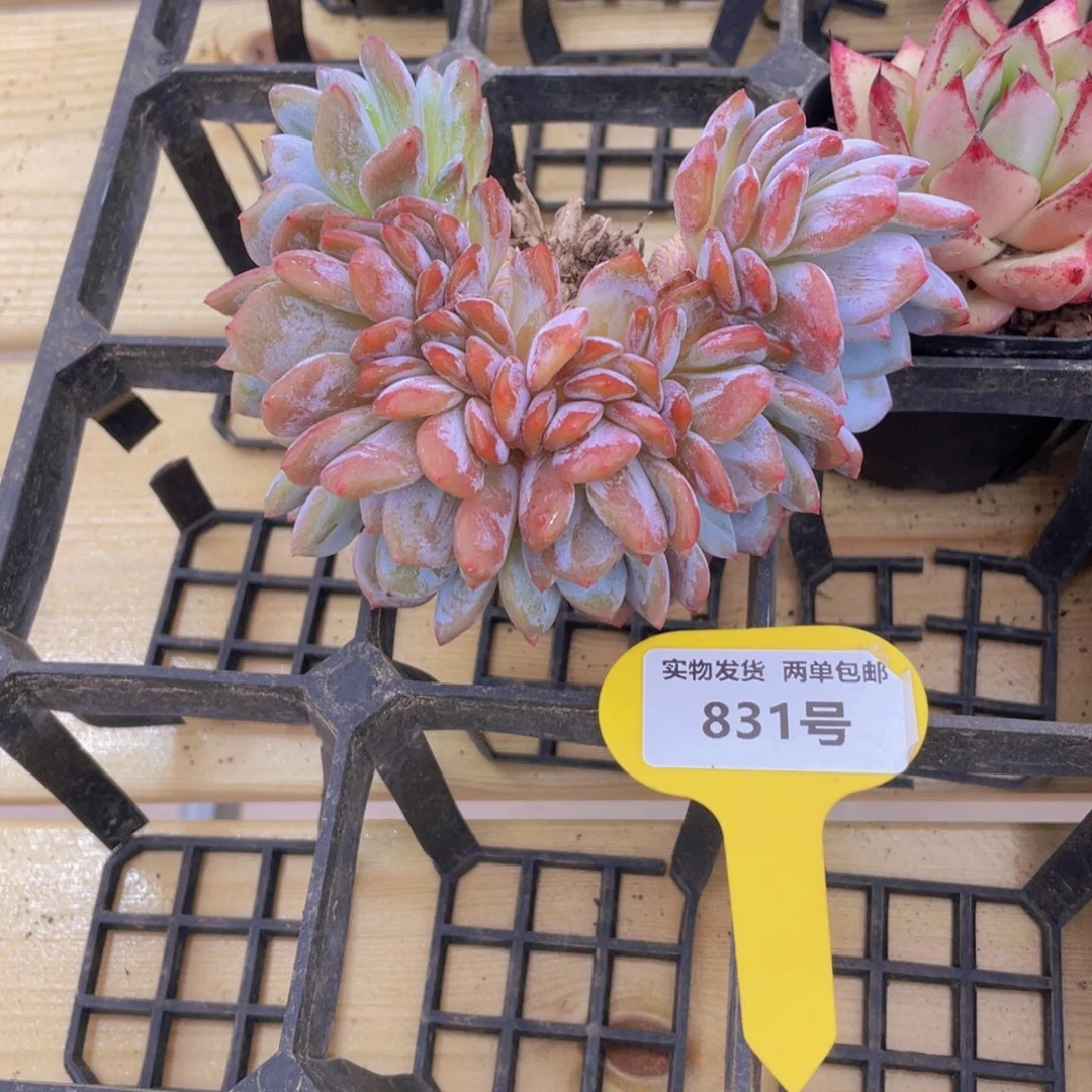 831号 母本星星橙朵朵缀