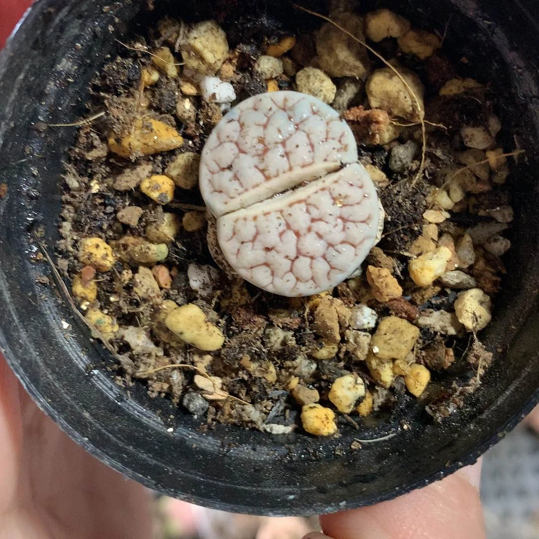 B456多肉植物保护研究所