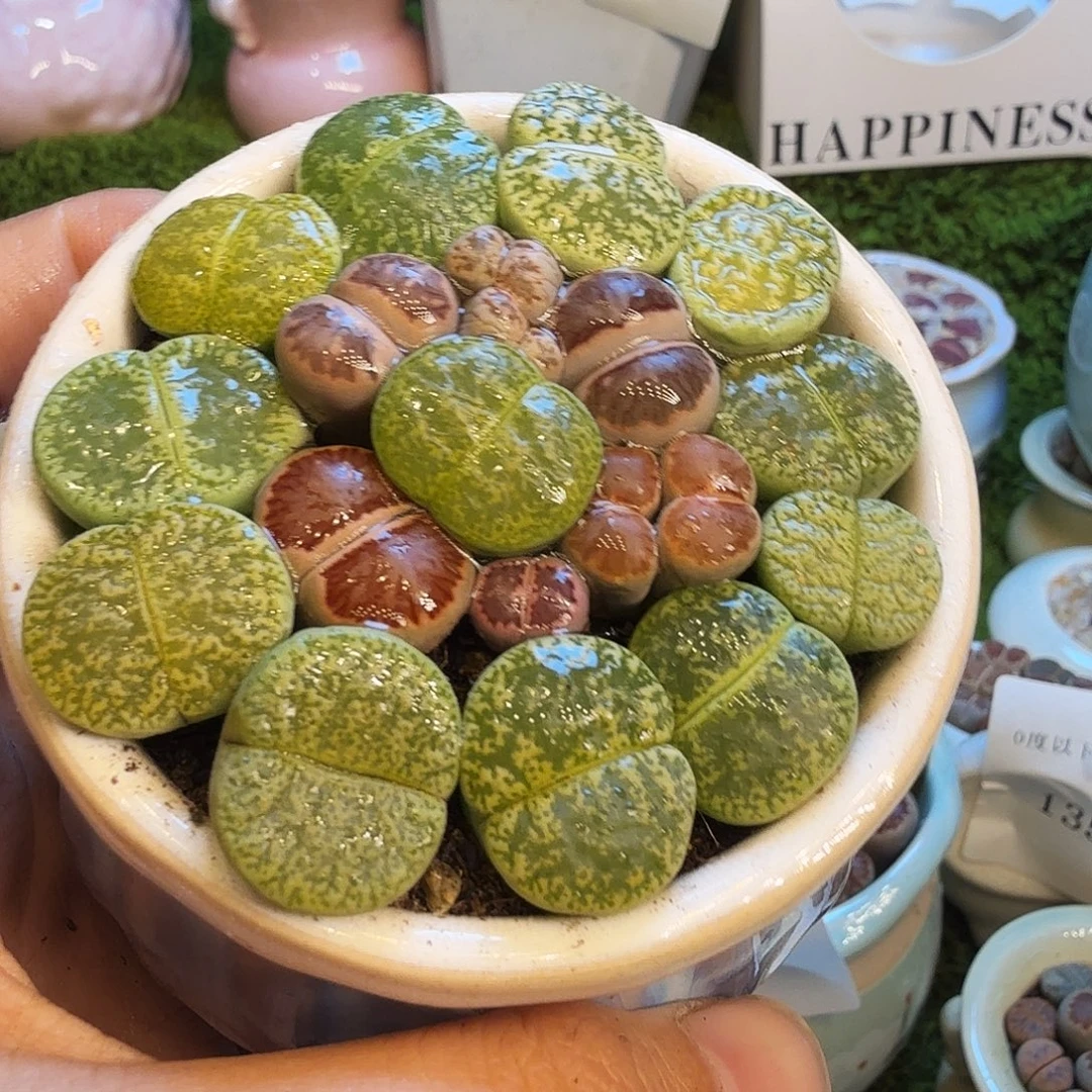 多肉植物福利款1430