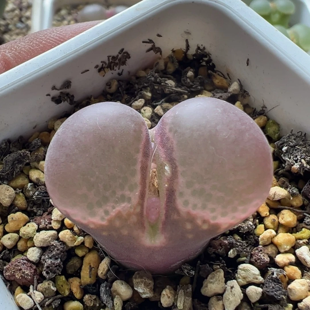 无花朵实生风铃玉1