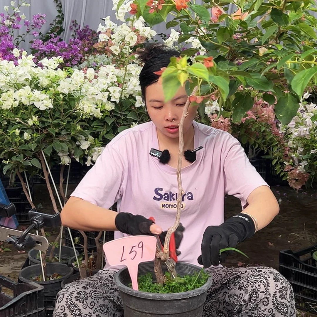 闫***五大部分花苞少量开放L59日落