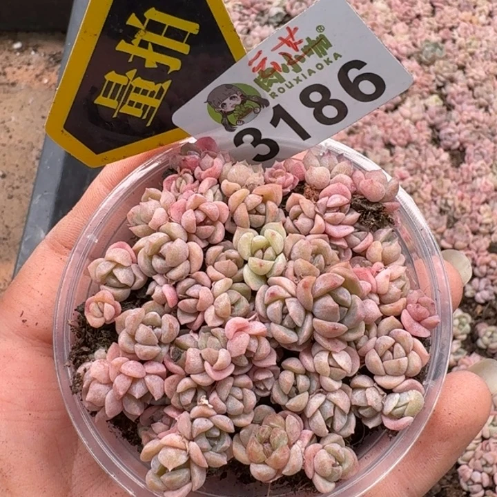 无花朵多肉植物多肉植物