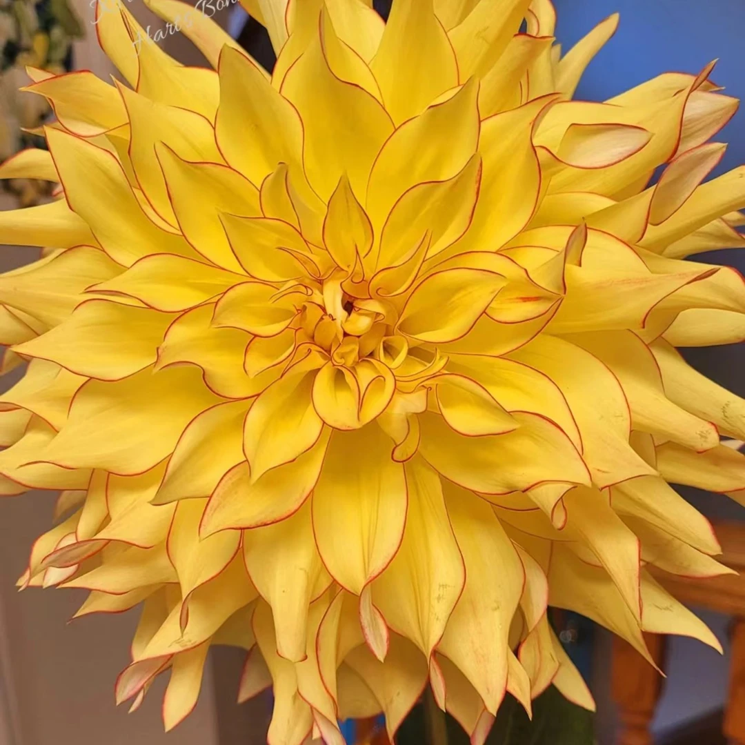 哈特邦尼）重瓣大丽花种球庭院阳台盆栽多年生花卉地栽易活