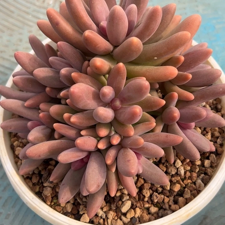 糖果美人自然群无砍