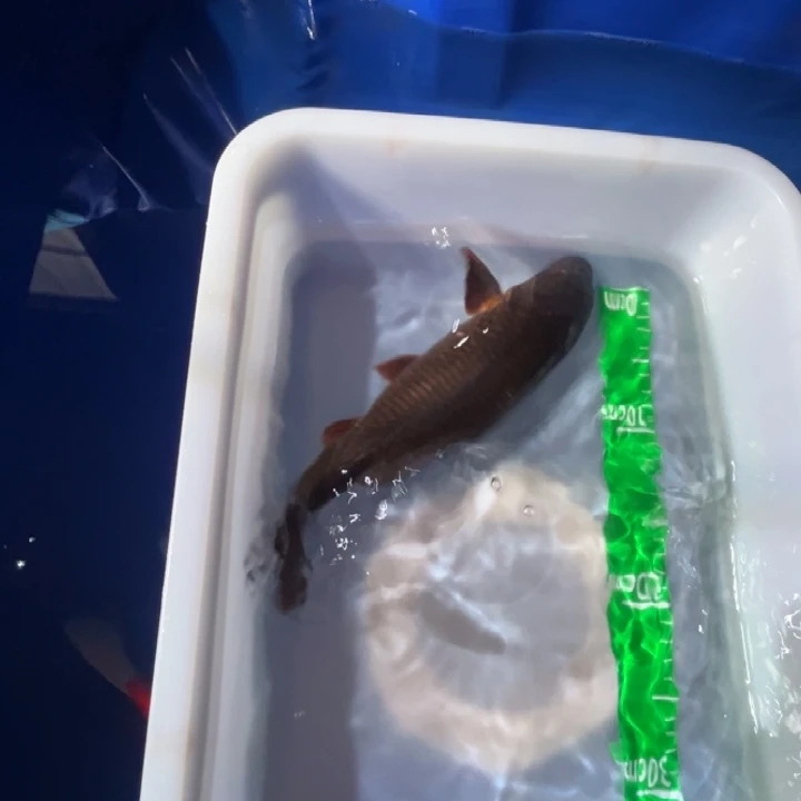 锦鲤锦鲤红白三色