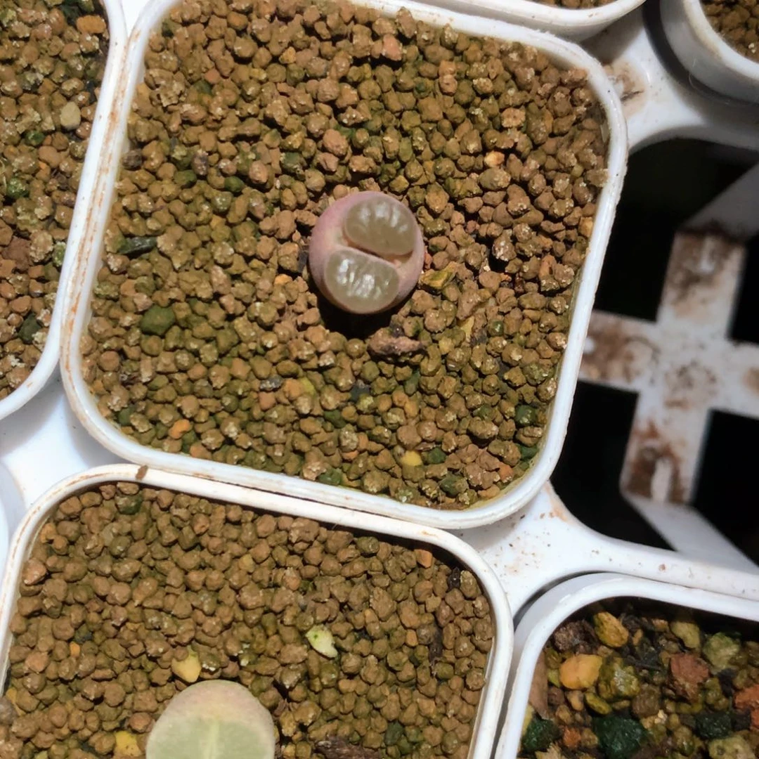 薇*薇琳专拍 肉锥植物