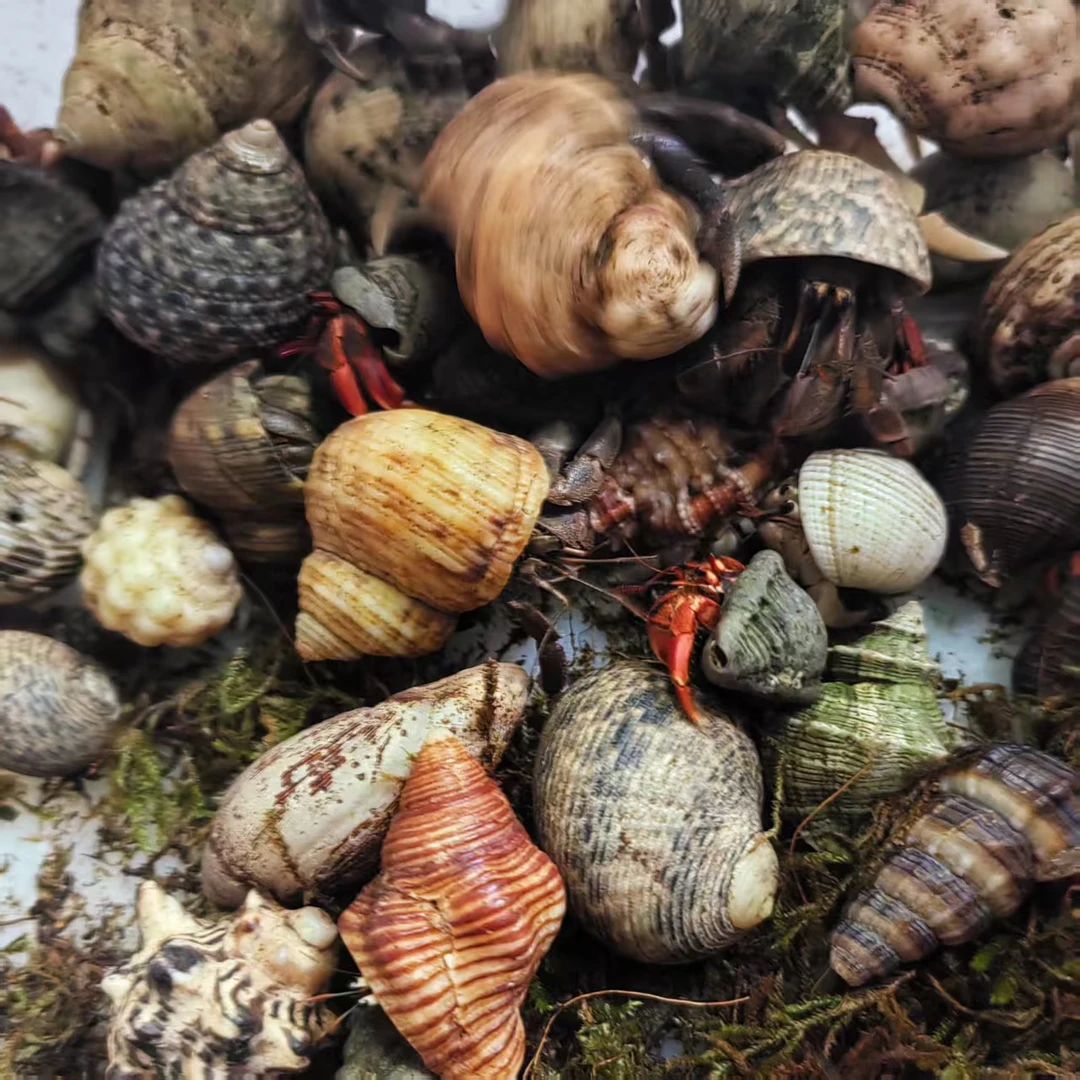 豆丁寄居蟹20只包活16只