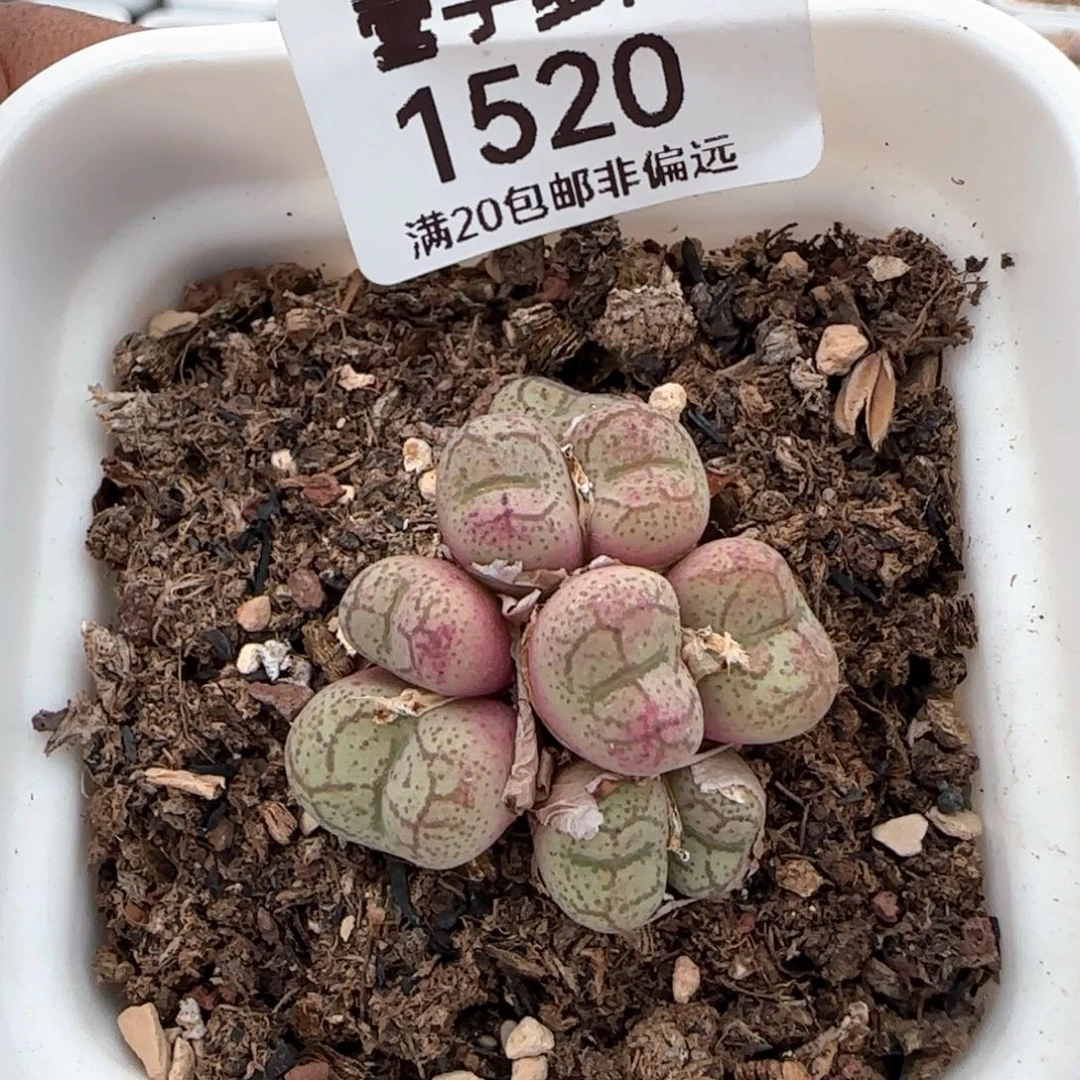 韩系大紫猴带盆土。