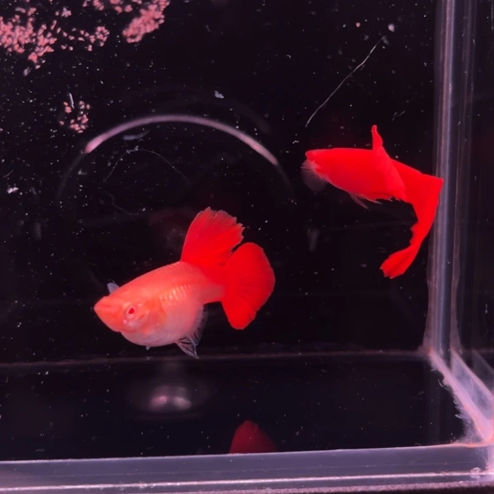 孔雀鱼血红种鱼1对