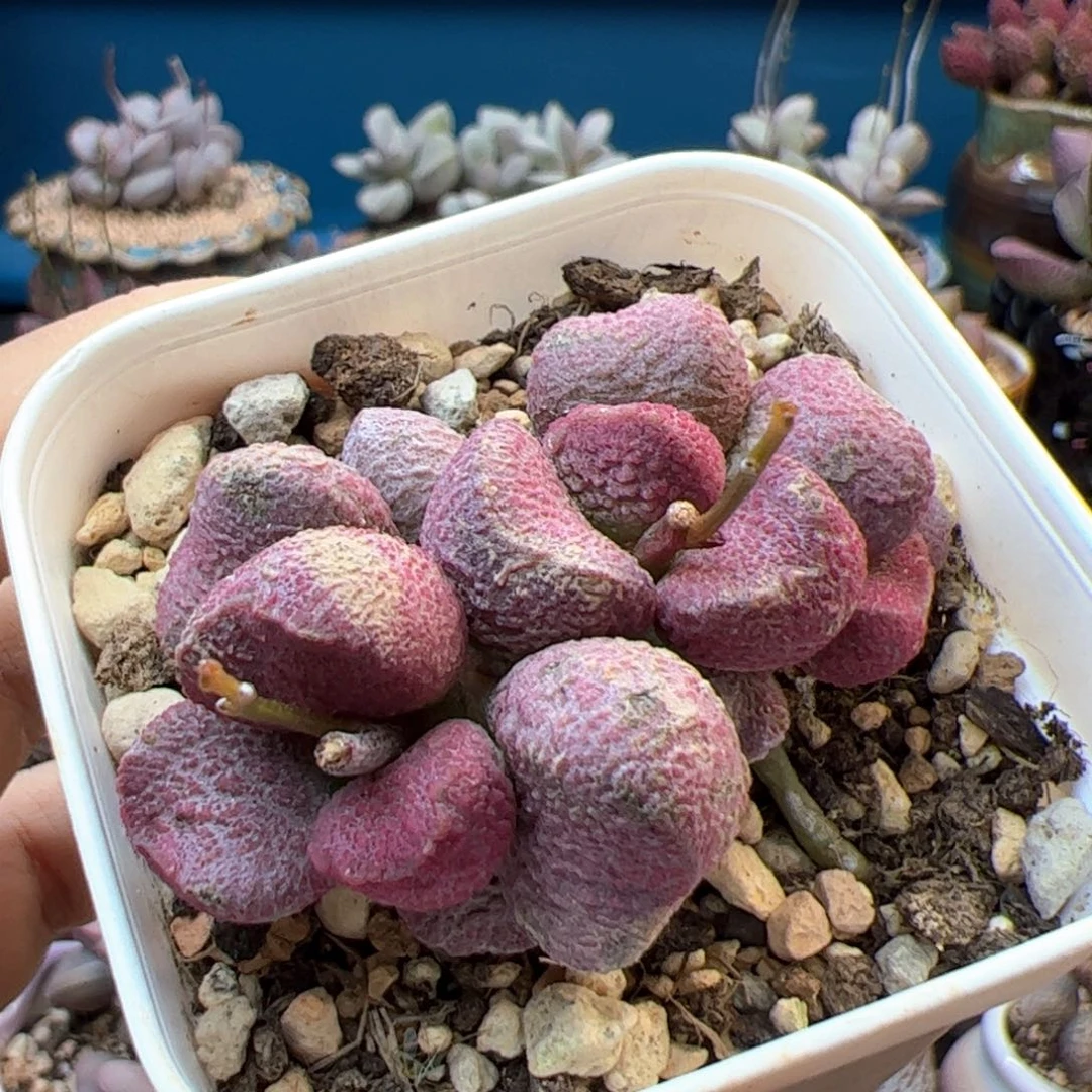婞***後夏娃。