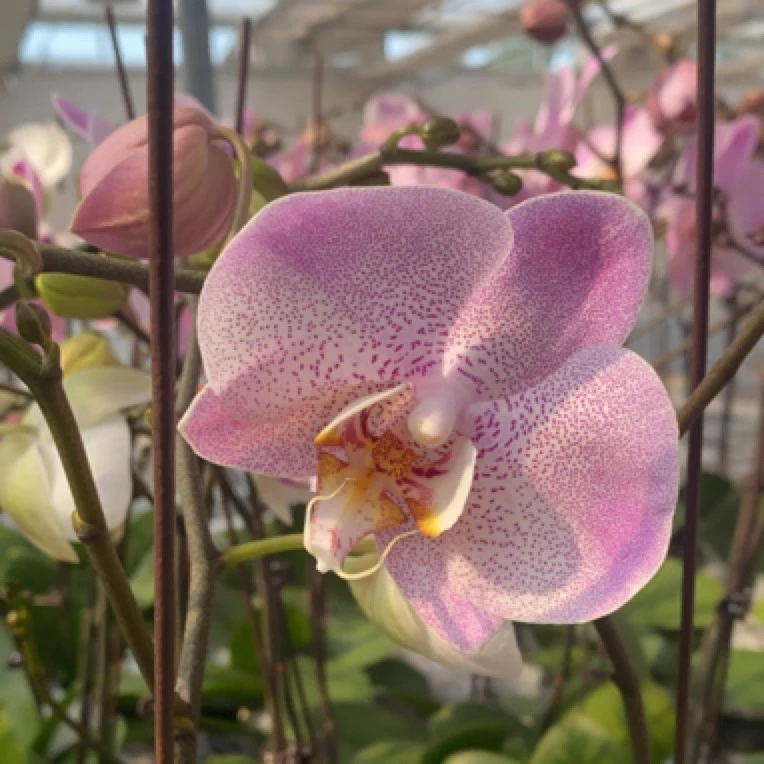 蝶兰小栈【奥尔堡】精品欧品蝴蝶兰基地直发