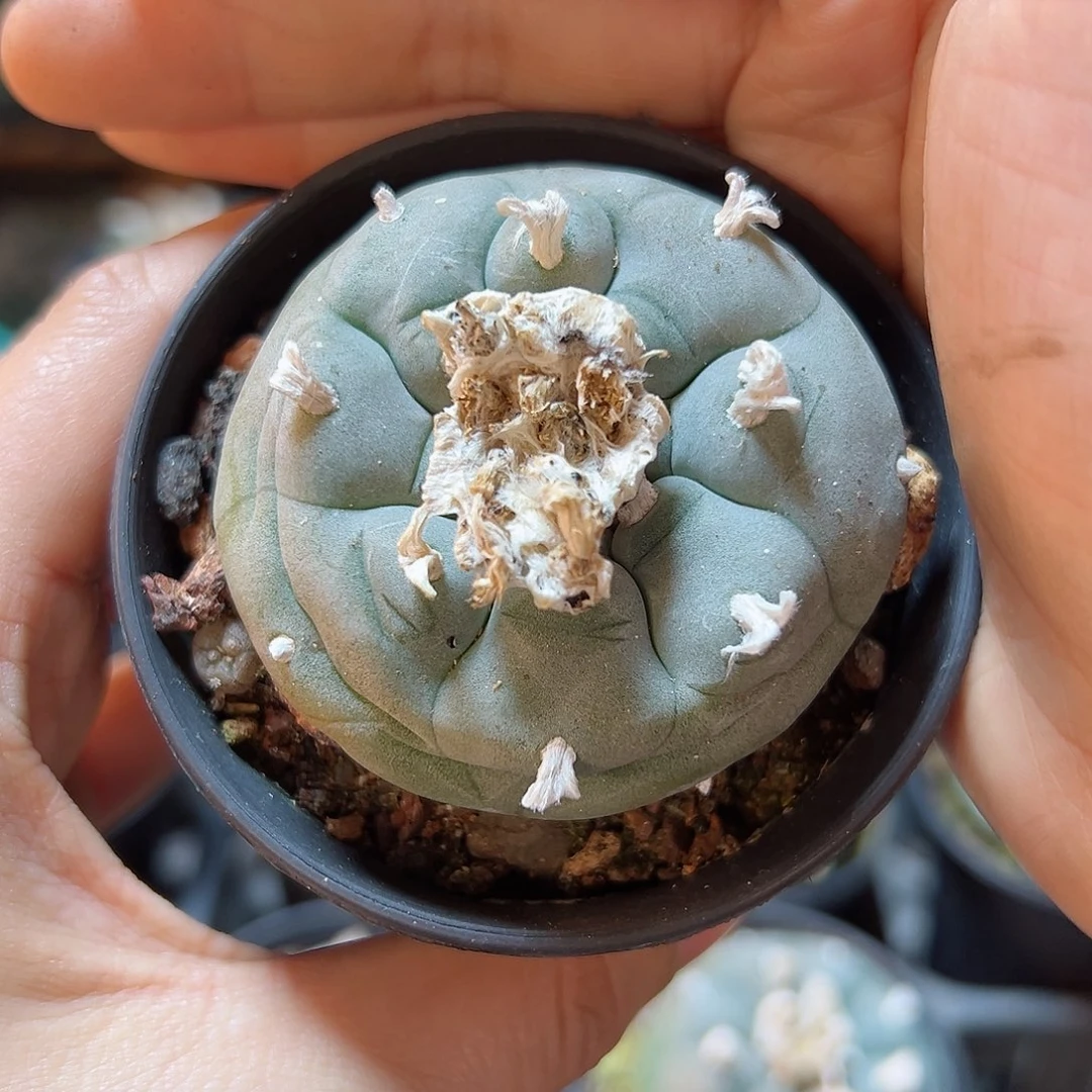 实生长毛kk勒骨乌5公分带盆