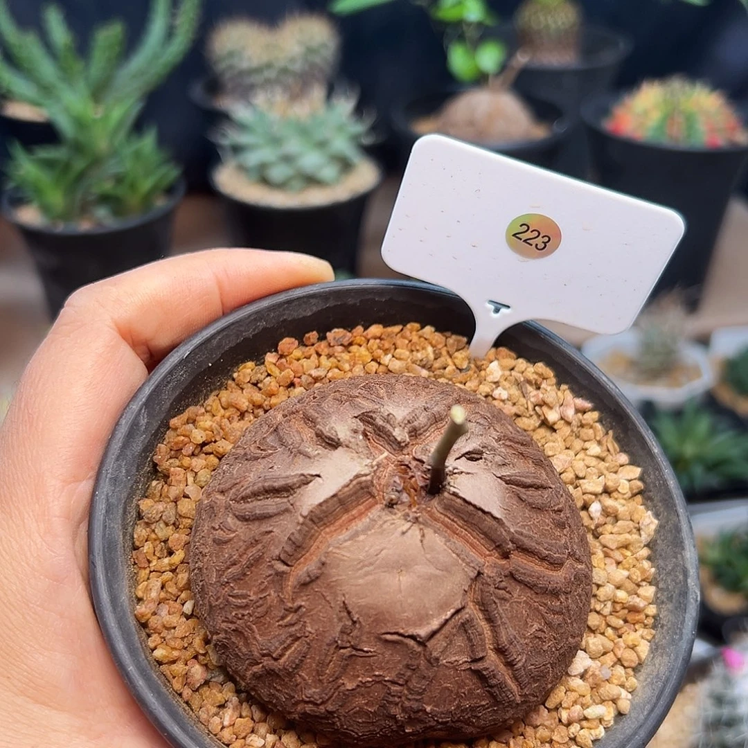 223号南非龟甲龙7cm