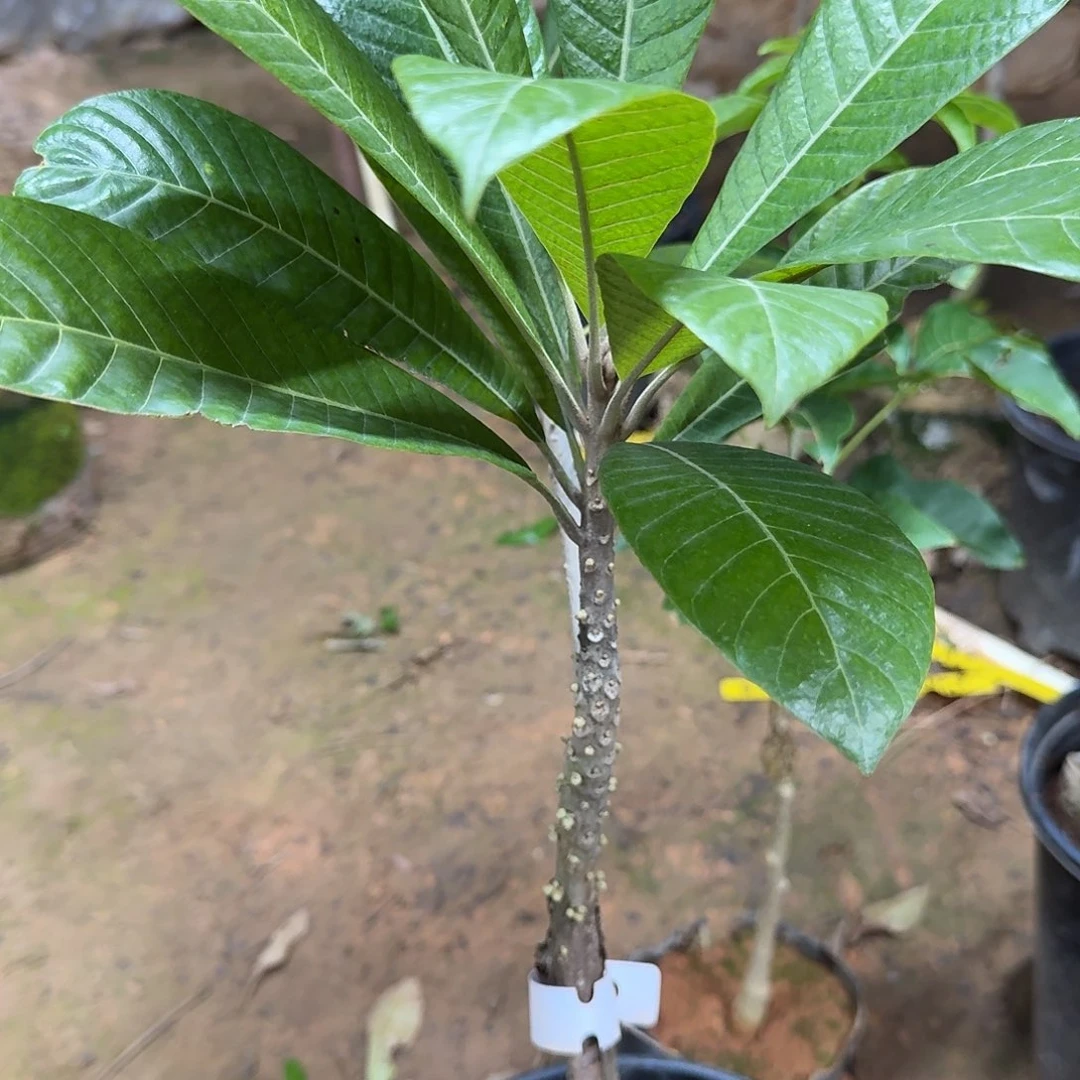 龙***海当前无花栽培后可以开花妈咪果