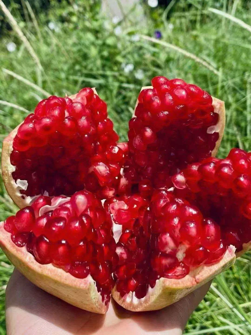 临潼硬籽石榴九分甜一分酸产地直发（坏果包赔）