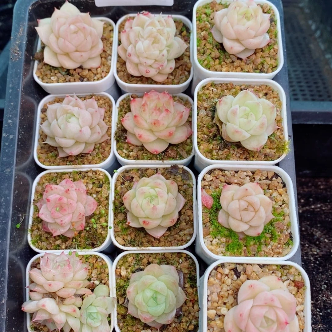 2-511 新疆西藏内蒙不发货 零下不拍保温箱不包损