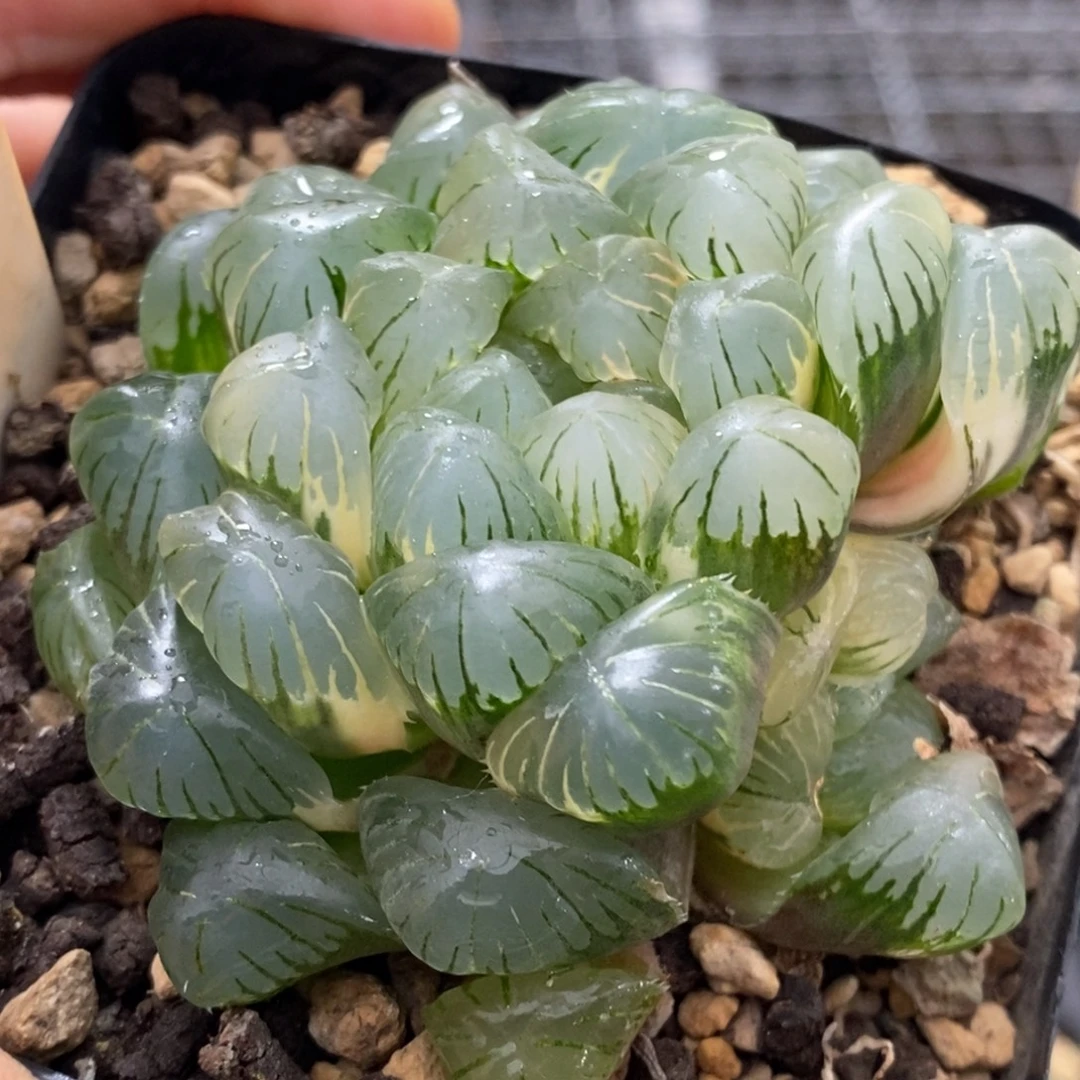 14号实生湖水侧芽糊斑趋势