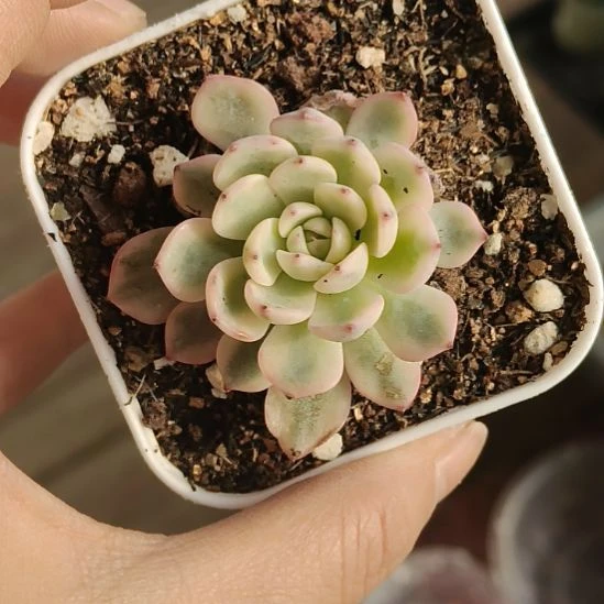 姬莲锦多肉植物哈哈哈哈