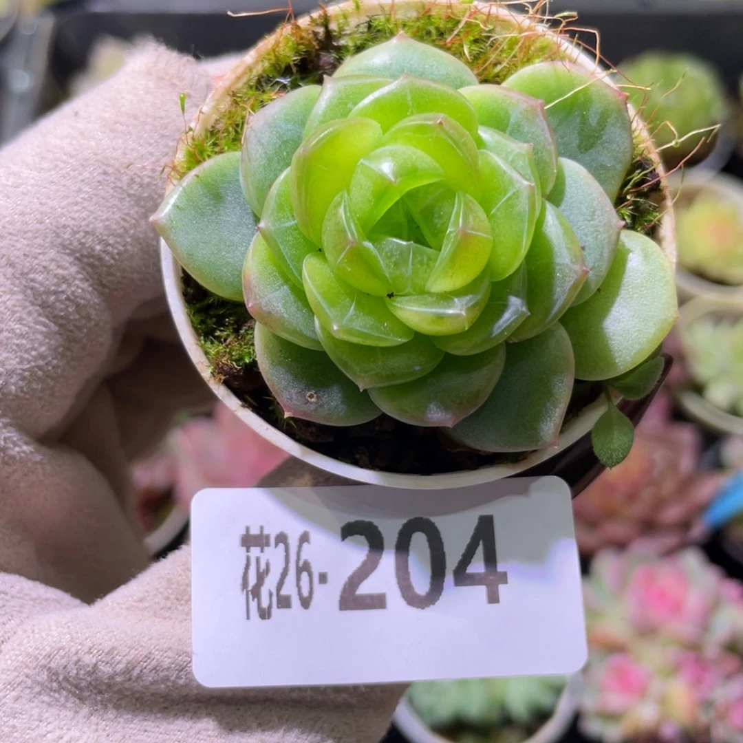 花利美26-204新品珍妮