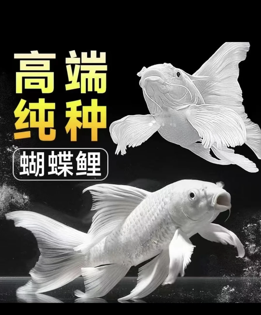 蝴蝶鲤鱼精品纯种台系赛级贵妃观赏鱼混养活体饲养发货