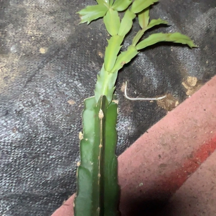 布丁嫁接多叶片小破苗一颗无售后59.9