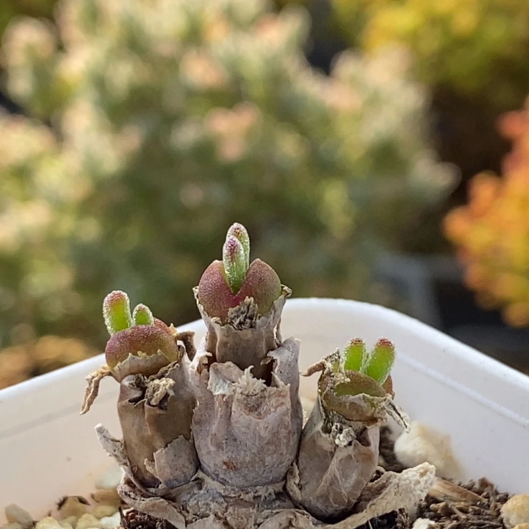 ღ***静碧光环0733枝干番杏