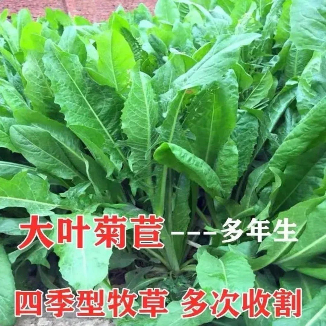菊苣草种籽将军大叶菊苣四季生长高产牧草种子牛免鸡鸭菜多年生F