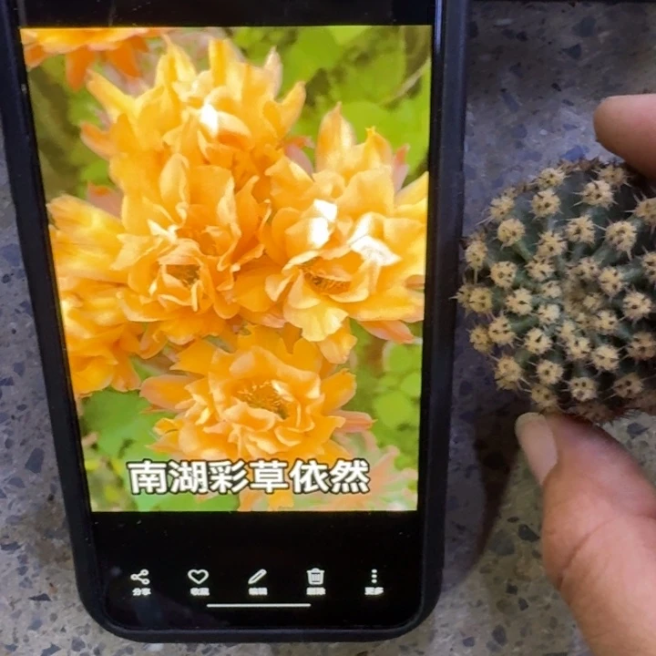 234彩草依然歪4公分左右无根侧牙，20包邮