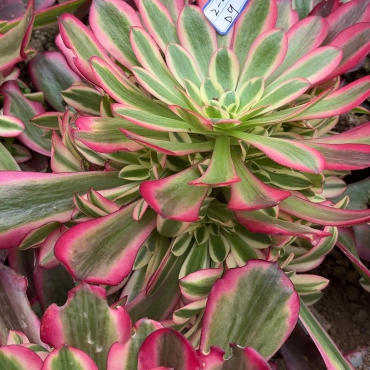 量拍一颗美杜莎断枝不包