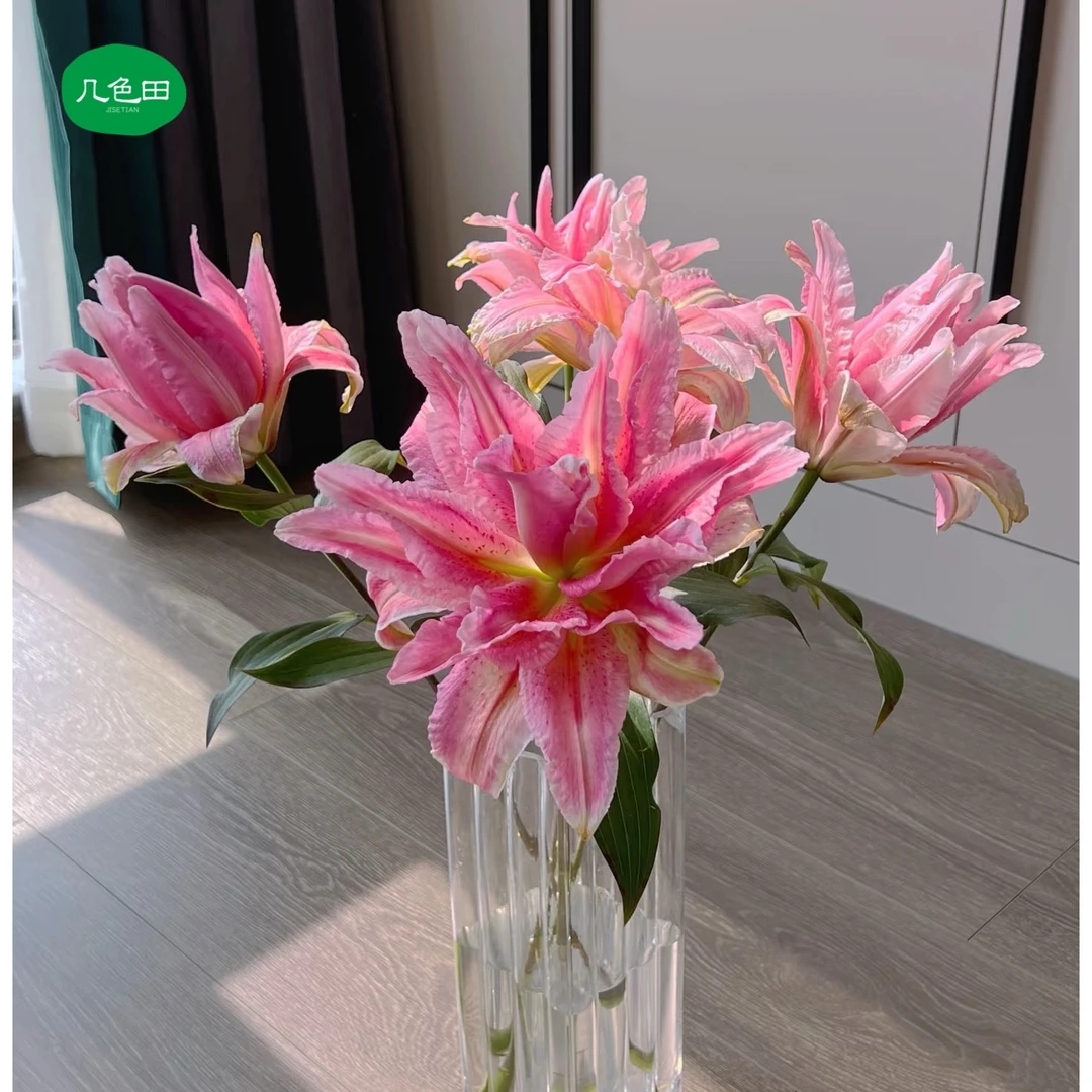 2头文曲星----重瓣百合云南直发鲜花云南花插花鲜花