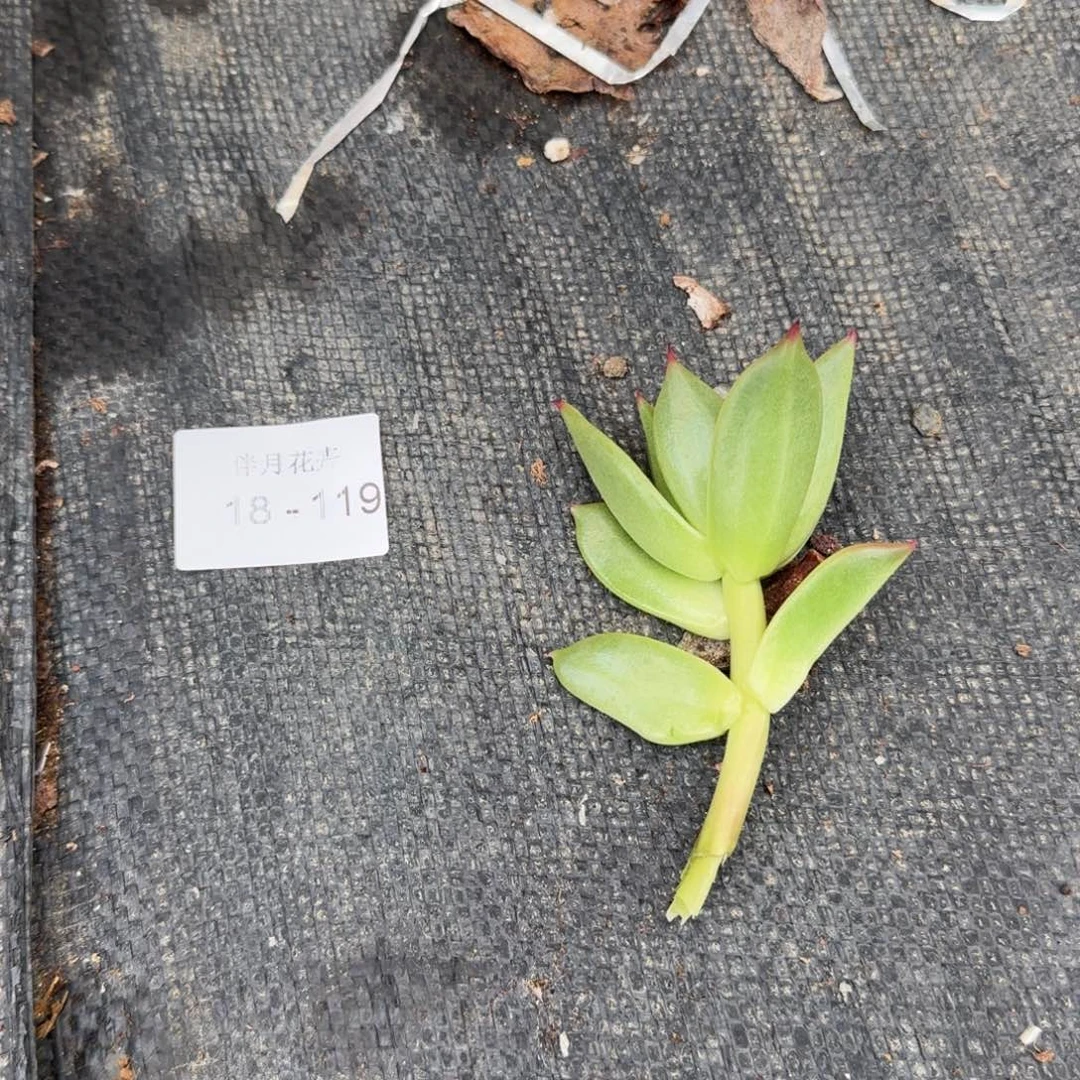 多肉杂交一物一拍18-119