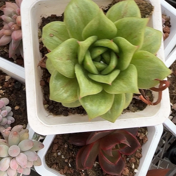 青蛙王子儿童牙膏111