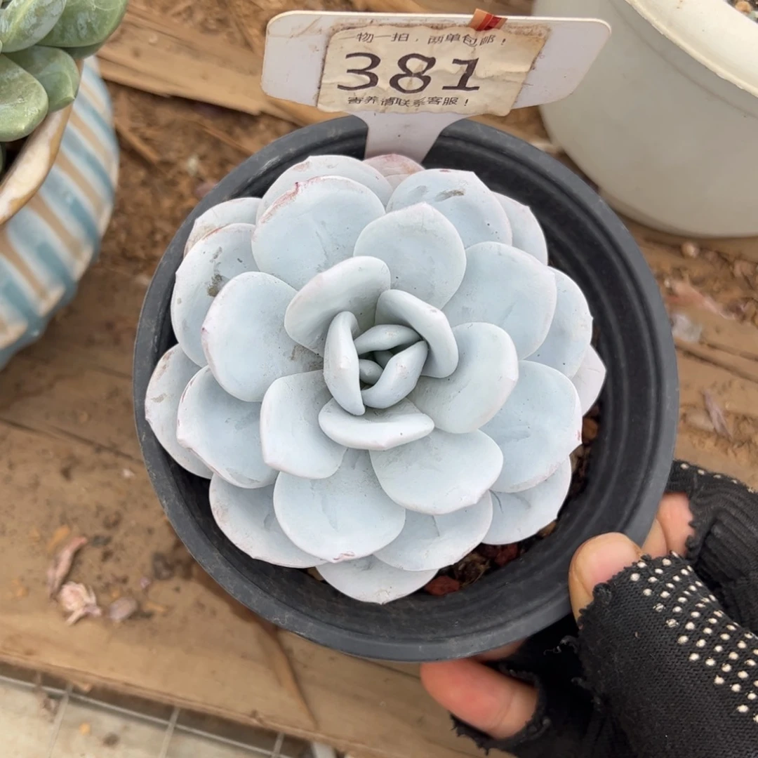 薄*糖381号多肉植物