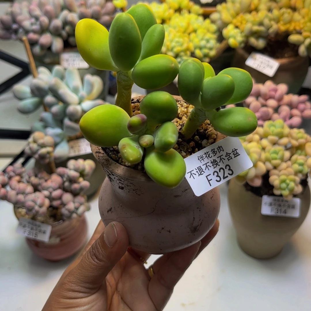 芒果奶323/4cm多肉散