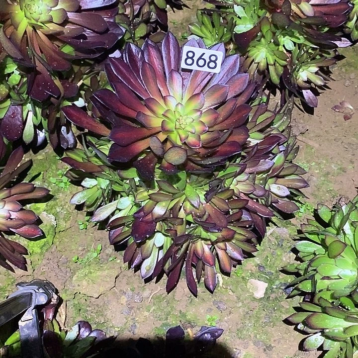 多肉植物法师868黑铜壶中班