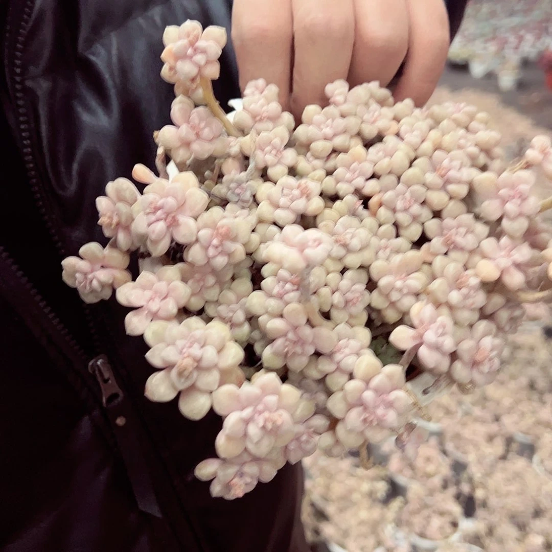 丸叶姬秋丽整装160杯