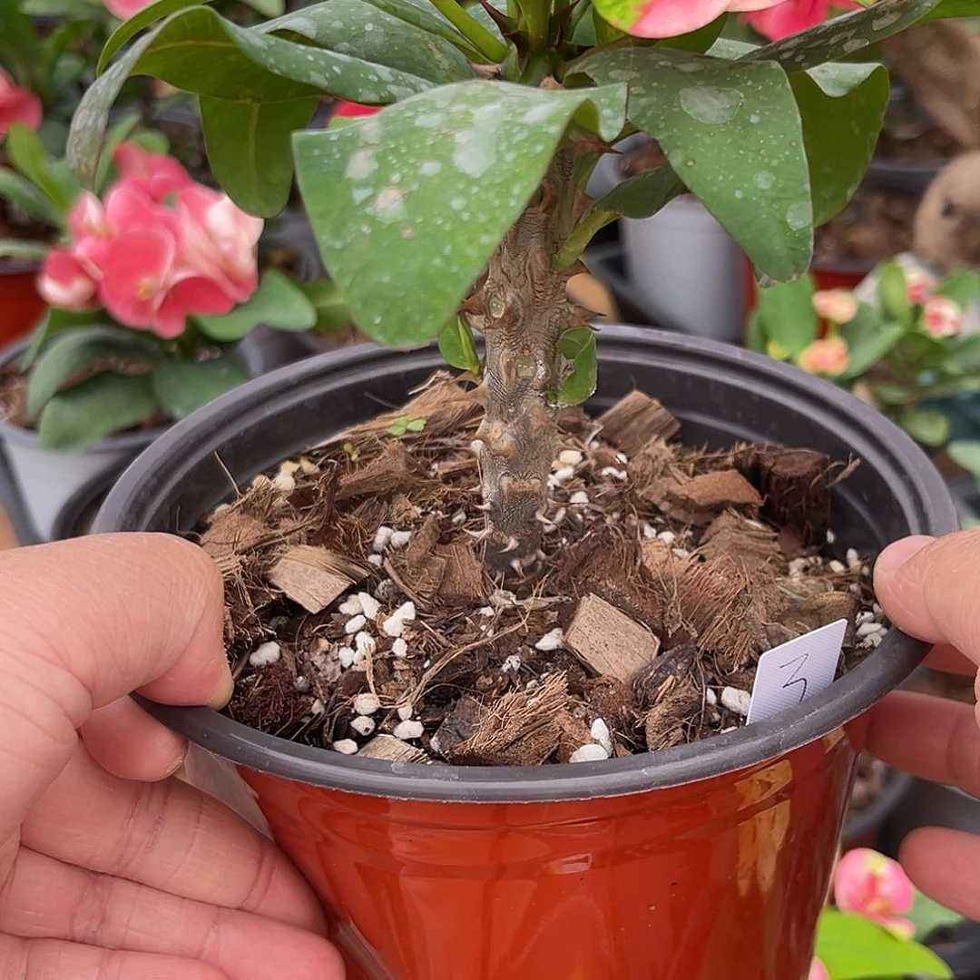 健***福虎刺梅带根-圣诞精灵3号（138）