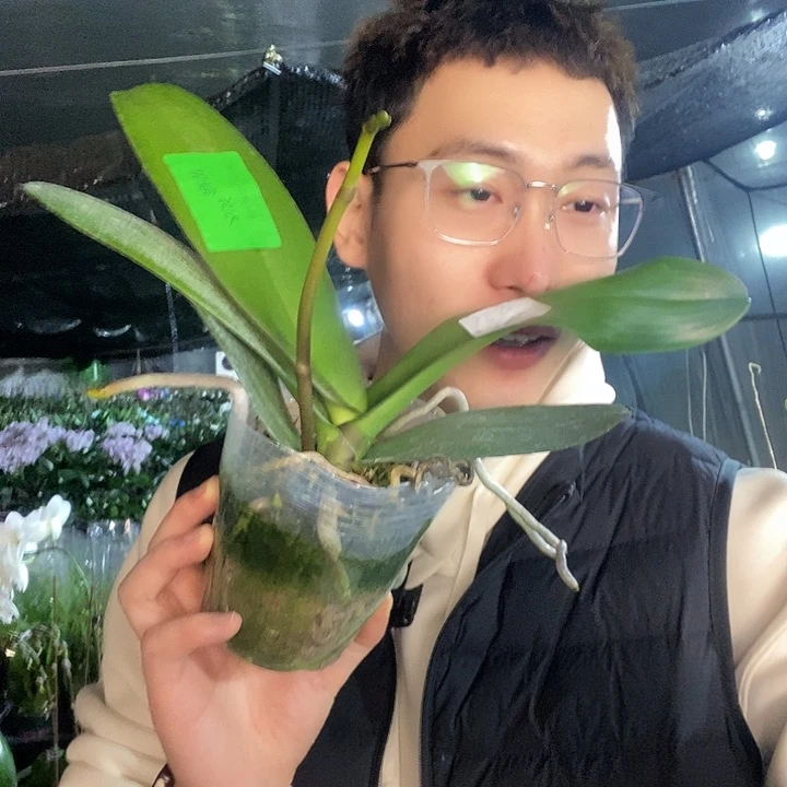 无花朵皇袍蝴蝶兰
