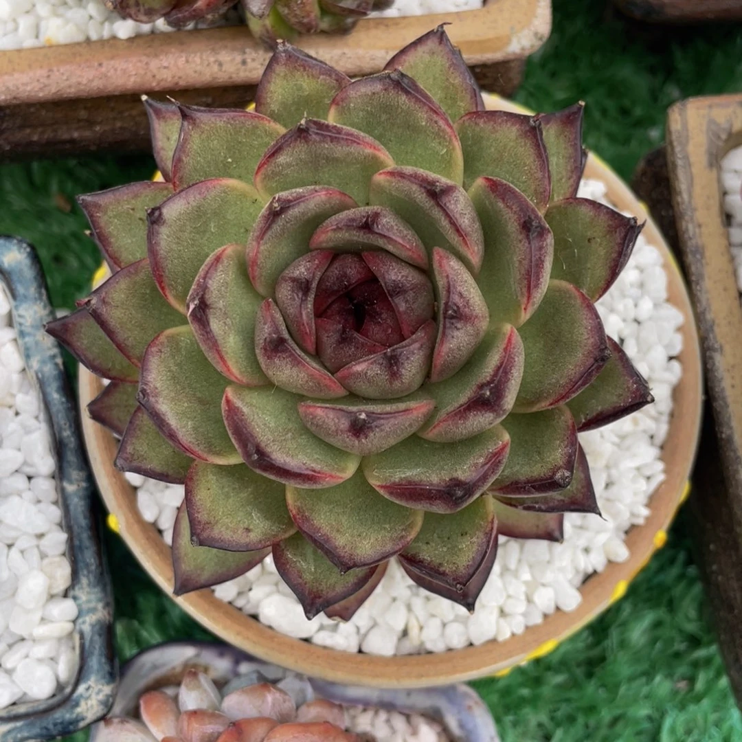 多肉植物盆栽多肉植物