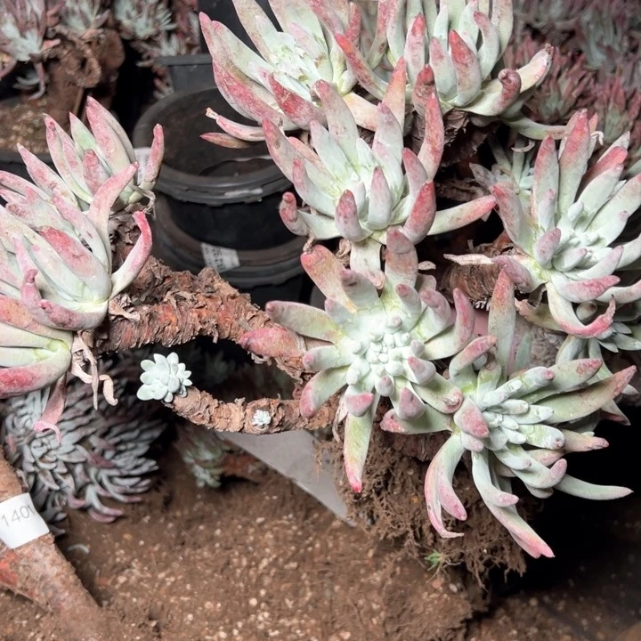 1406哈哈哈哈哈哈哈