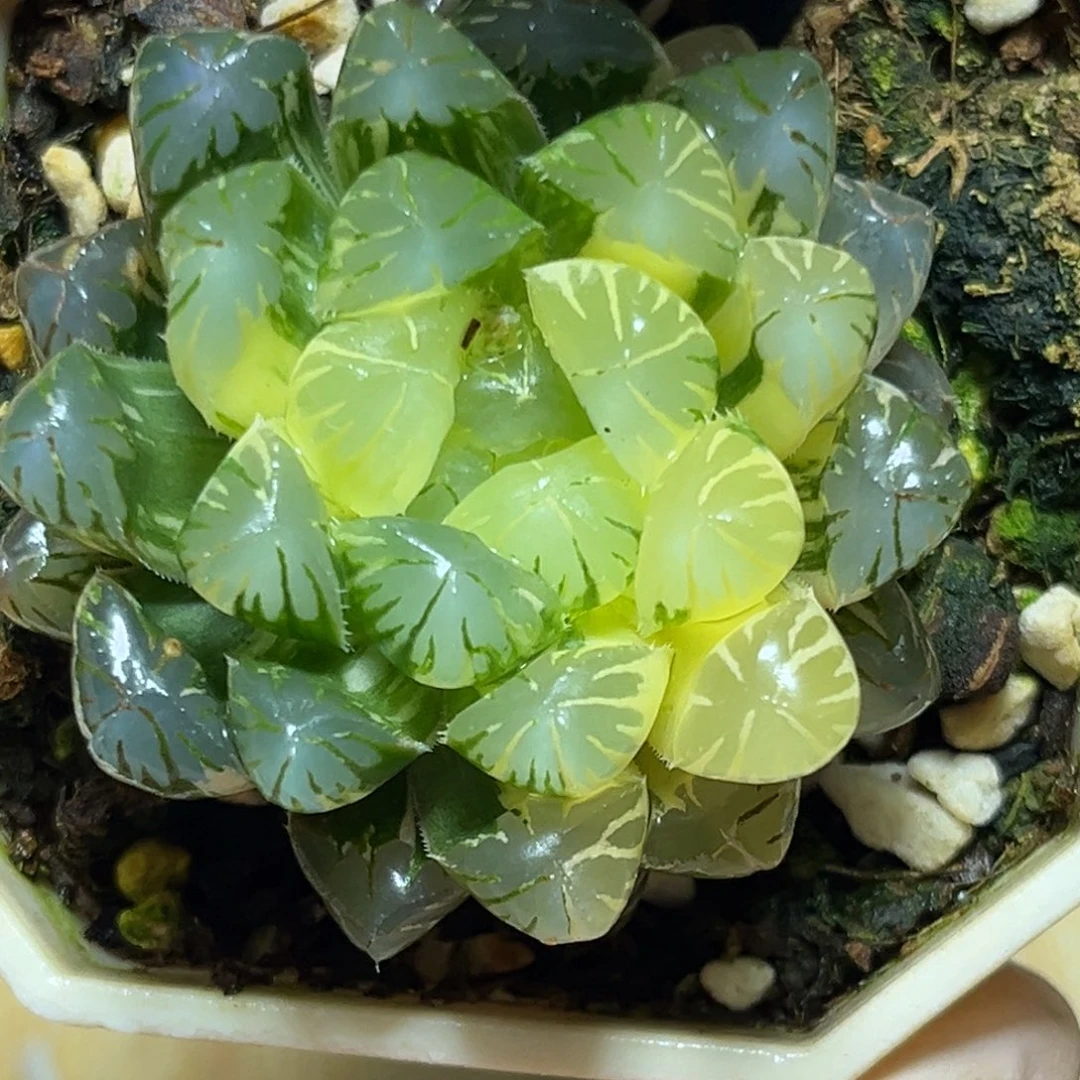 恭喜发财大吉大利0183