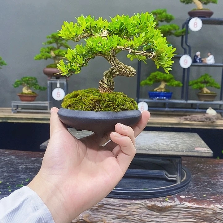 无花朵黄杨盆景四季常青不落叶
