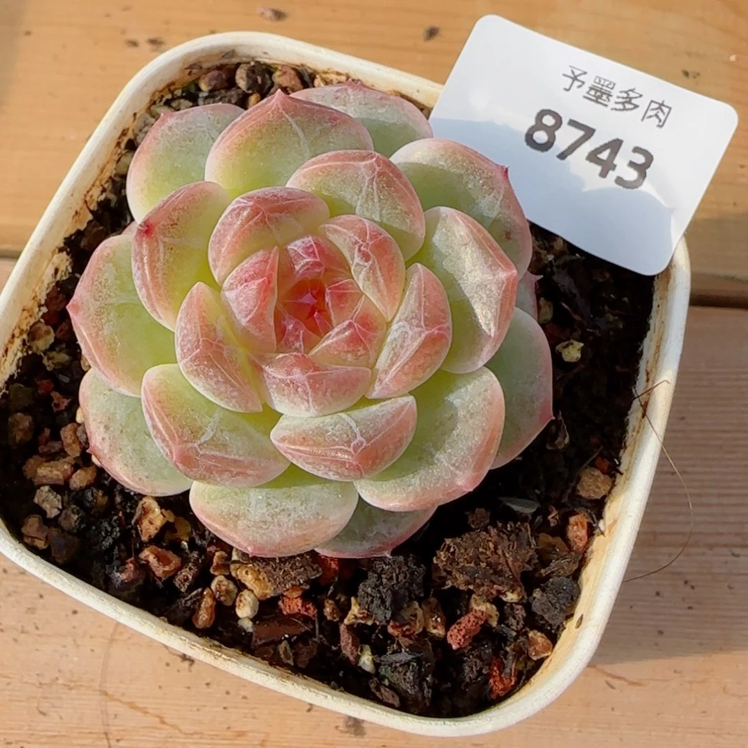 无尽灯，8743多肉植物