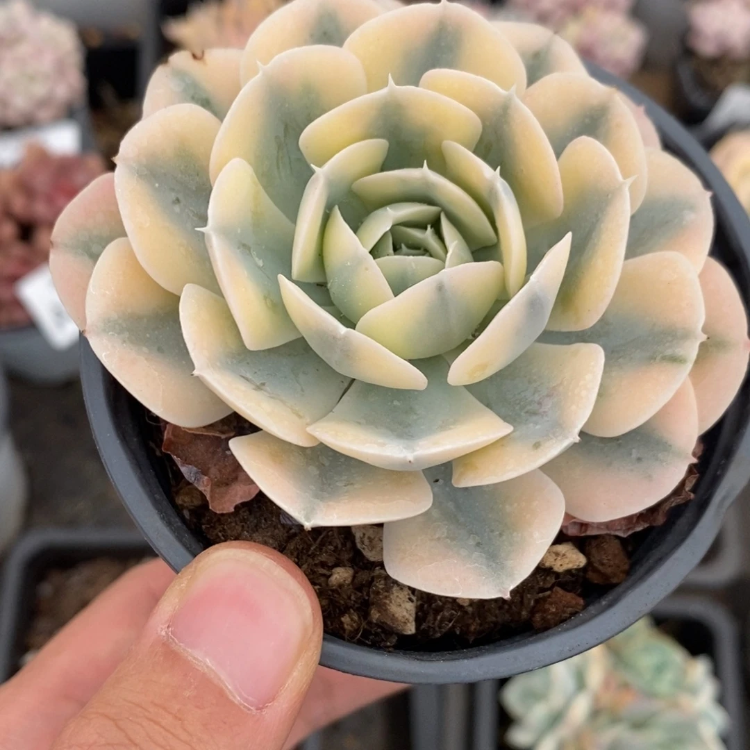 鲁士锦多肉植物A3502