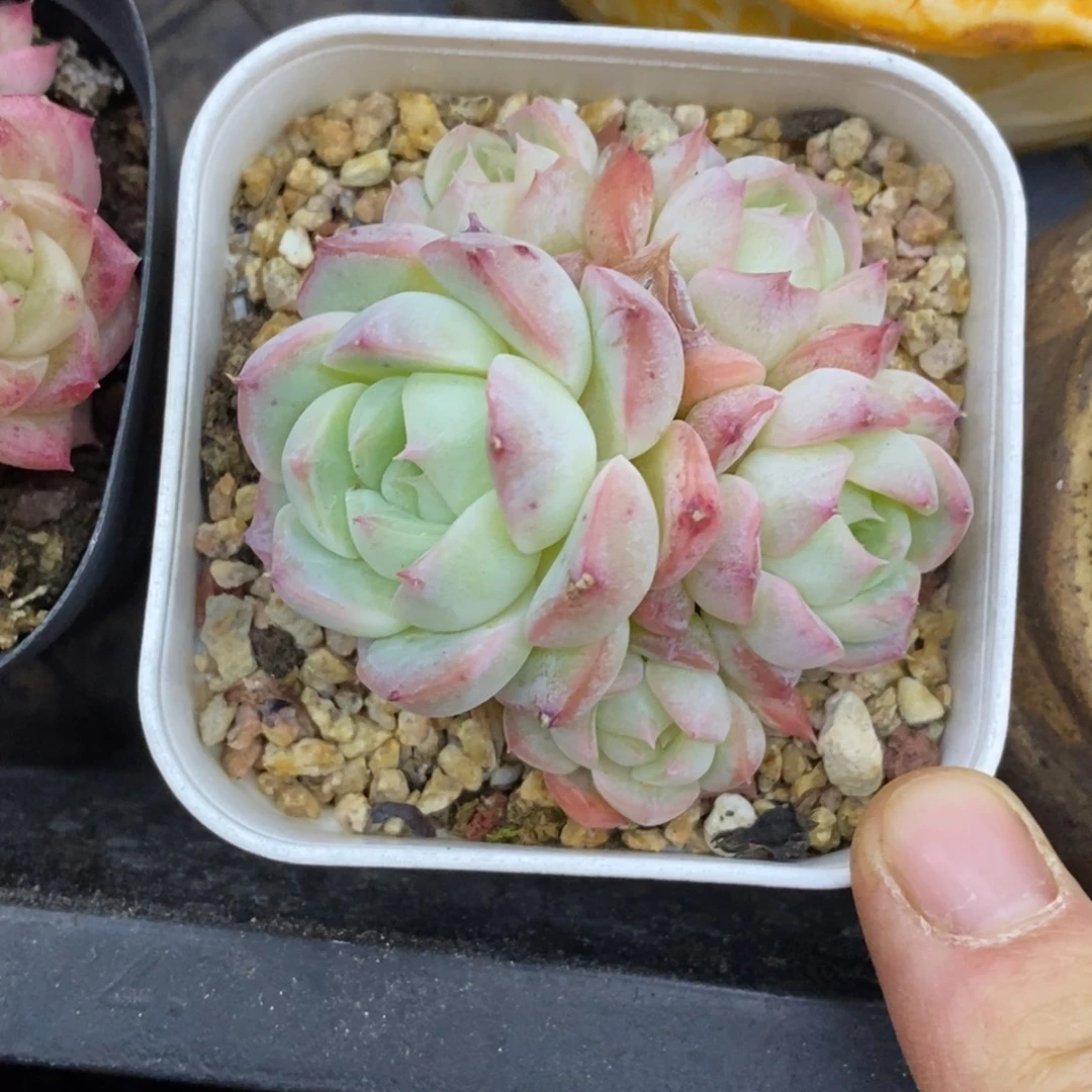 精品多肉一物一拍不包整2