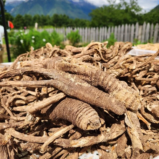 【雪儿达娃】西藏土货当归 泡水 滋补煲汤