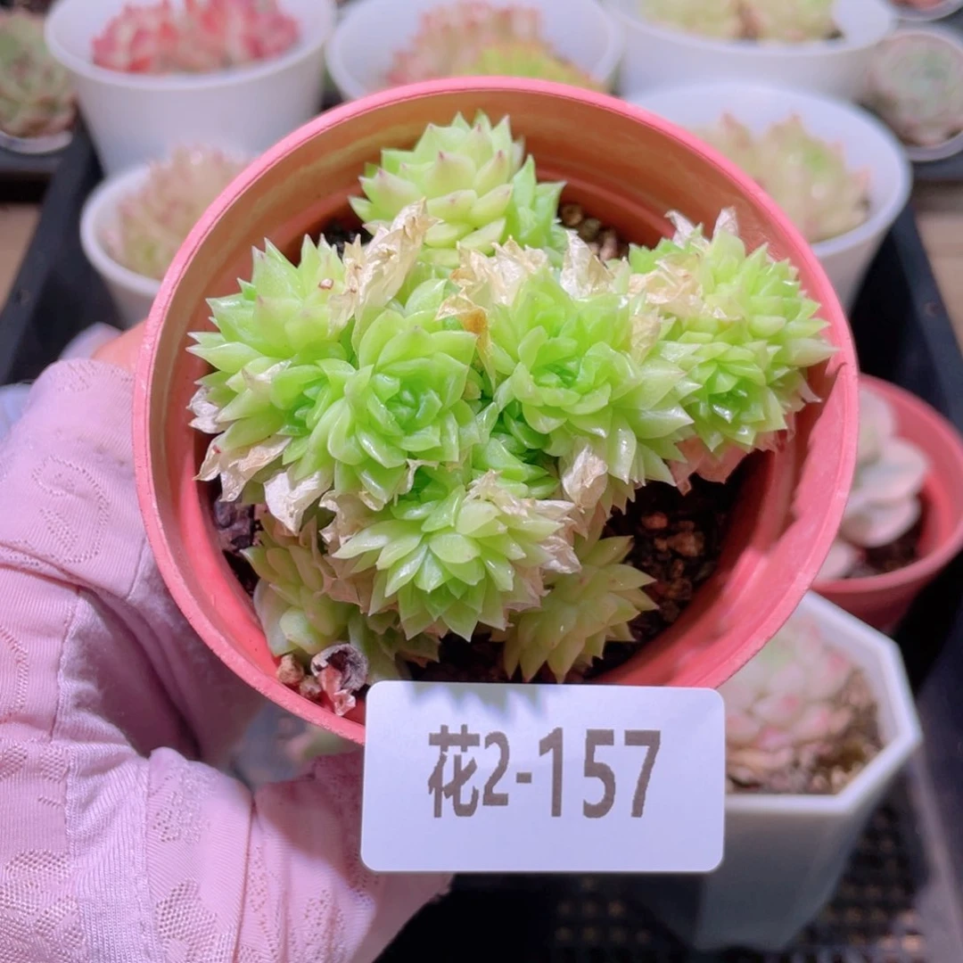 花利美2-157麦秆