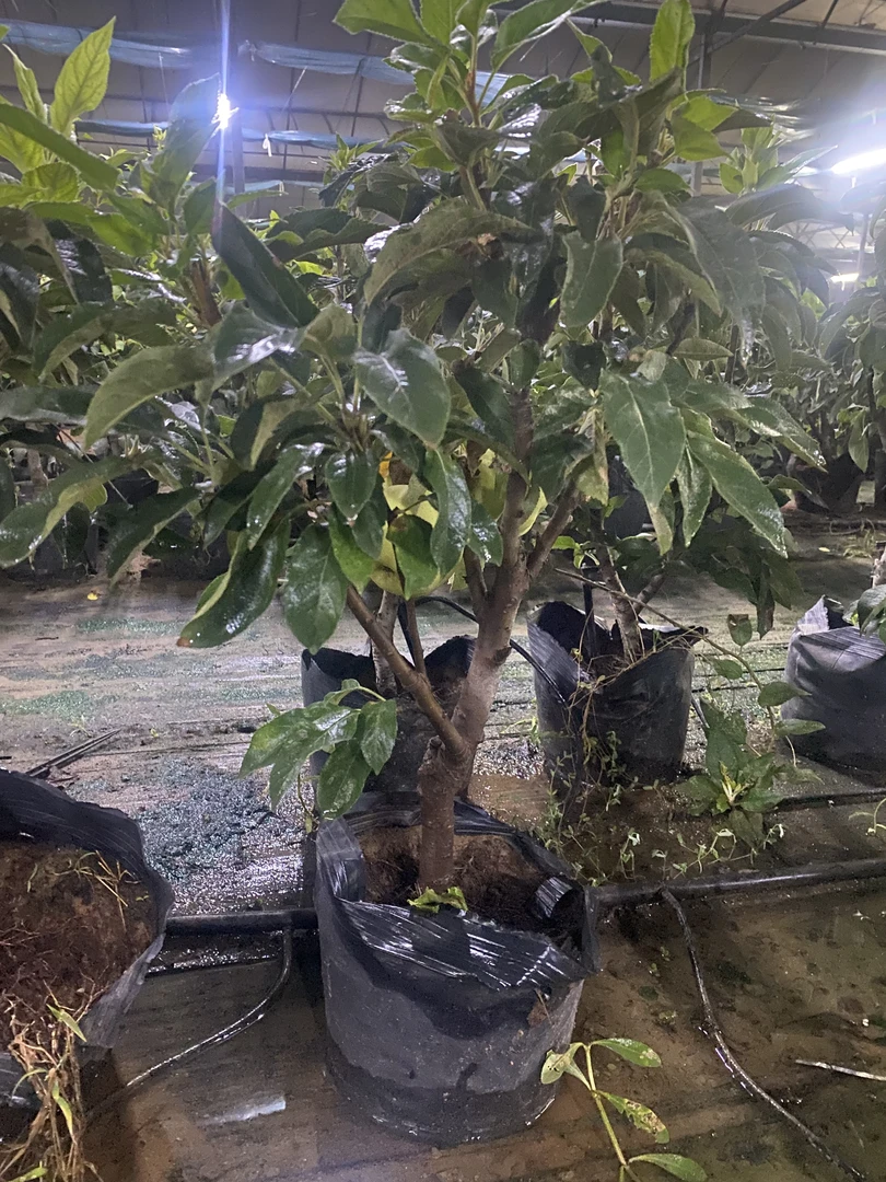 花园植物盆栽南北方种植（秋果未成熟绿色）