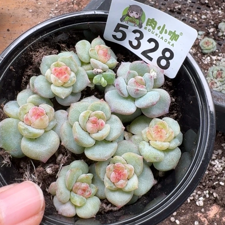 多肉植物多头植物