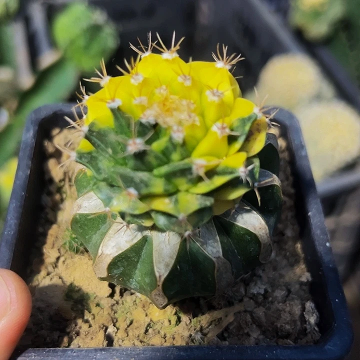 无花朵福利散班蒂冠锦859
